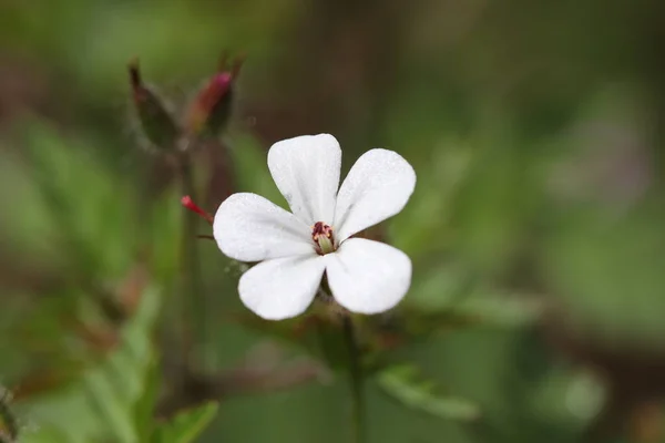 꽃봉오리 — 스톡 사진