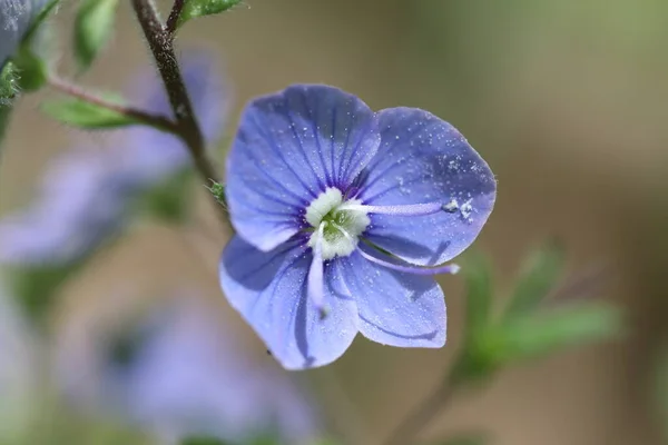 Blå Vårblomma Blommar Vårskogen — Stockfoto