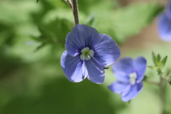 Blå Vårblomma Blommar Vårskogen — Stockfoto