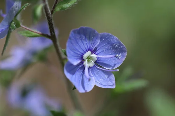 Blue Spring Forest Flower Blooms Spring Forest — 图库照片