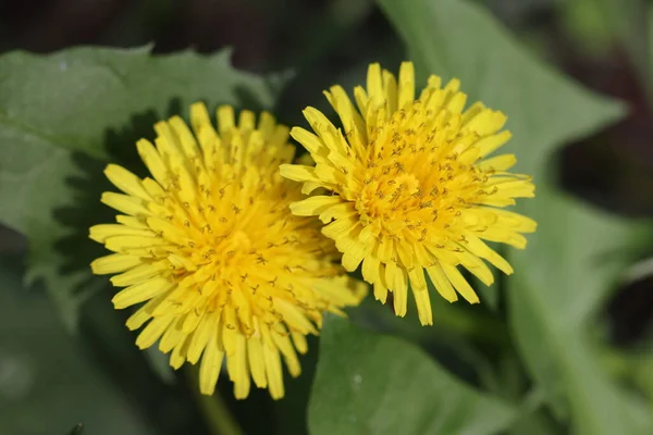 Schöne Gelbe Löwenzahnblüte Zwei Löwenzahnblüten — Stockfoto