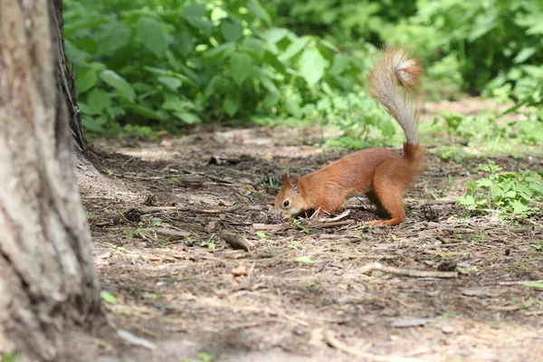 Squirrel Digs Hole Forest Hide Nut — Foto de Stock