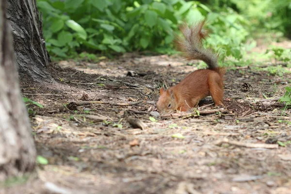 Squirrel Digs Hole Forest Hide Nut — Foto de Stock