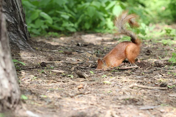 Squirrel Digs Hole Forest Hide Nut — Foto de Stock
