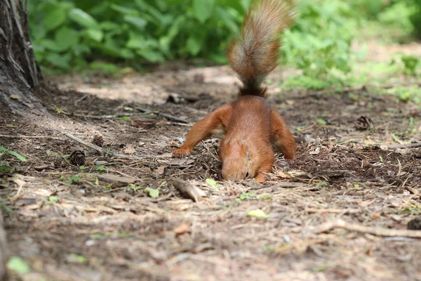 Squirrel Digs Hole Forest Hide Nut — Foto de Stock