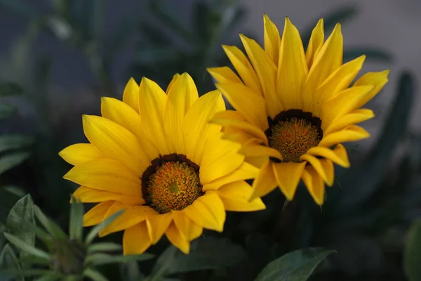 Hermosas Flores Amarillas Creciendo Macizo Flores Jardín — Foto de Stock