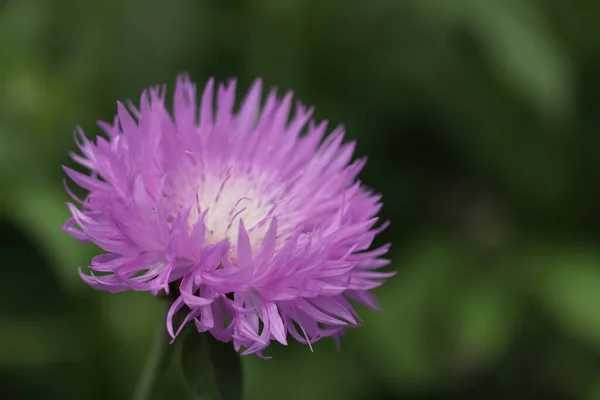 Belles Fleurs Violettes Poussant Dans Forêt — Photo