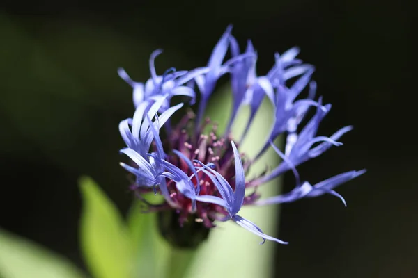 Modrý Lesní Květ Roste Lese — Stock fotografie