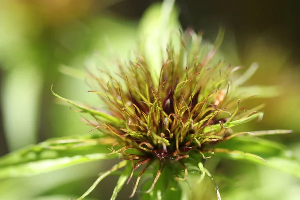 Une Belle Plante Verte Poussant Dans Forêt — Photo