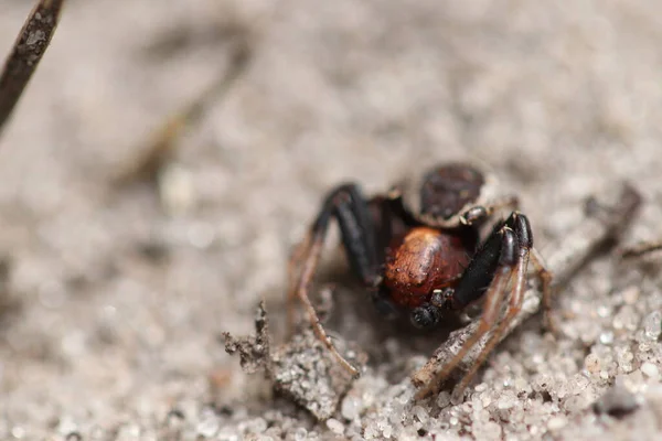 クモは森に住んでいる コーン近くの砂の上のクモ — ストック写真