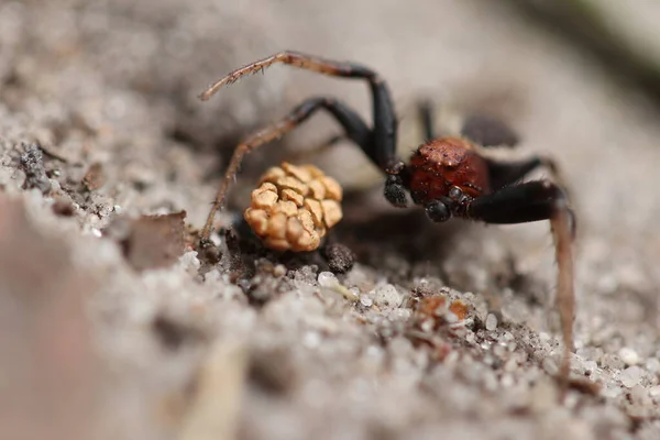 クモは森に住んでいる コーン近くの砂の上のクモ — ストック写真