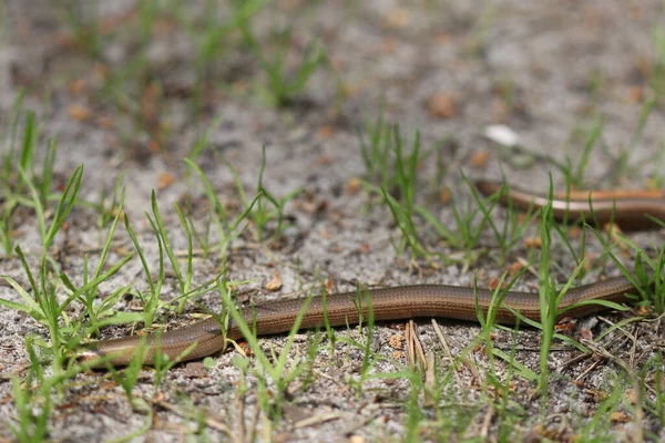 Uma Cobra Rastejando Entre Grama Verde Floresta — Fotografia de Stock