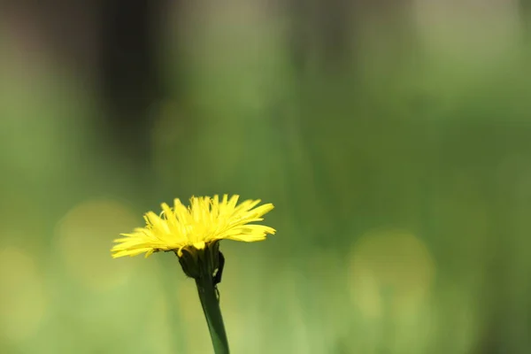 Flores Amarelas Crescendo Floresta Uma Bela Flor Amarela — Fotografia de Stock