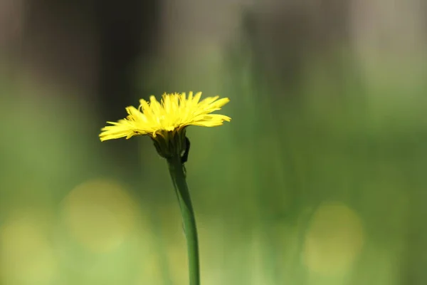 Flores Amarelas Crescendo Floresta Uma Bela Flor Amarela — Fotografia de Stock
