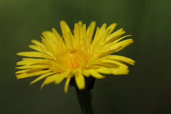 Sárga Virágok Nőnek Erdőben Egy Gyönyörű Sárga Virág — Stock Fotó