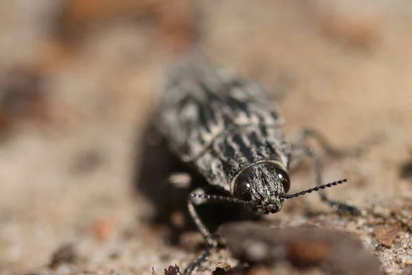 Ein Wald Lebender Käfer Der Käfer Kann Fliegen — Stockfoto