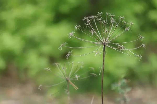 森の中で美しい植物を乾燥させます 乾燥植物 — ストック写真