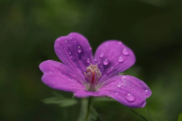 Vackra Lila Blommor Som Växer Skogen — Stockfoto