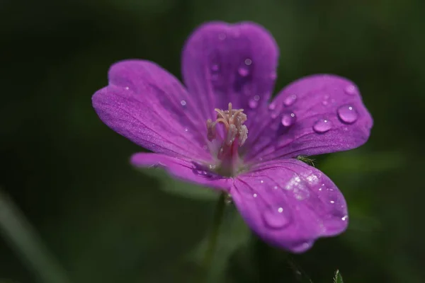 Vackra Lila Blommor Som Växer Skogen — Stockfoto