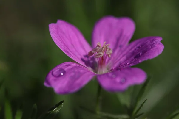 Vackra Lila Blommor Som Växer Skogen — Stockfoto