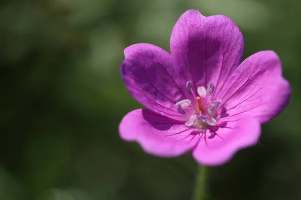 Beautiful Purple Flowers Growing Forest — Stock Photo, Image