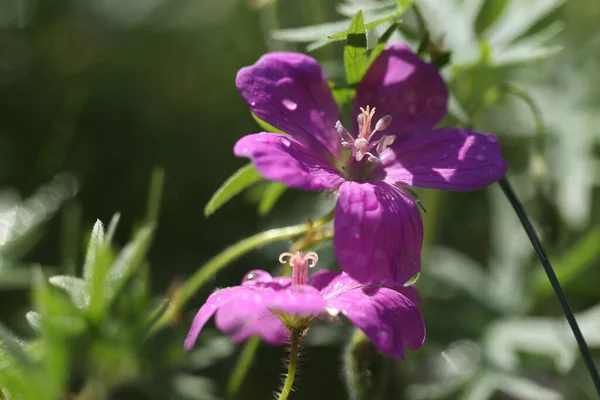 Vackra Lila Blommor Som Växer Skogen — Stockfoto