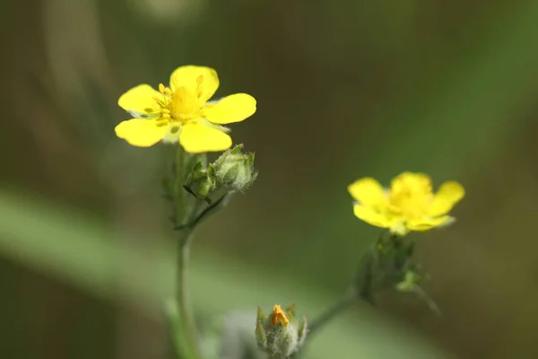 Fleurs Jaunes Poussant Dans Forêt Une Belle Fleur Jaune — Photo