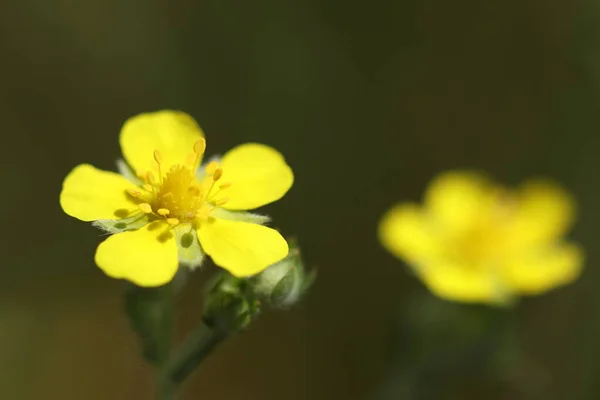 Fleurs Jaunes Poussant Dans Forêt Une Belle Fleur Jaune — Photo