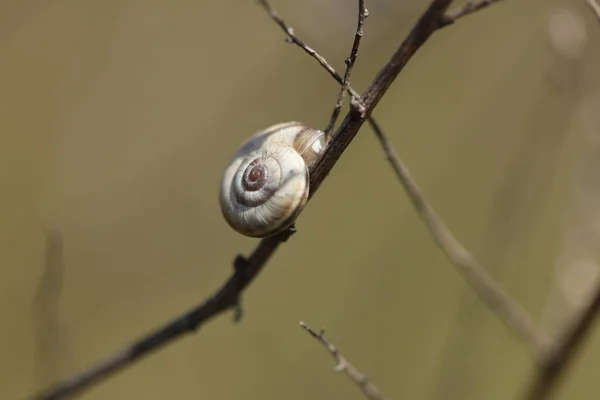 一只小蜗牛沿着灌木丛的树枝爬行 — 图库照片