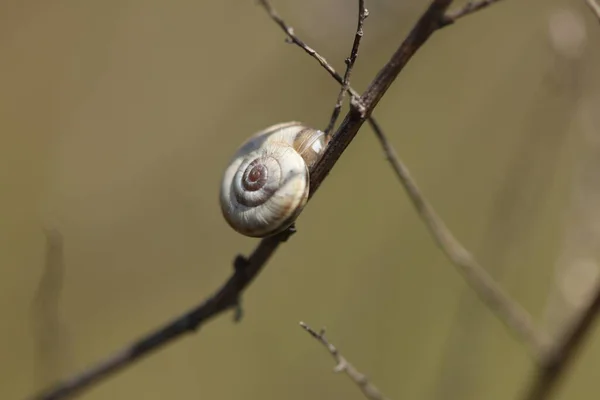 Una Piccola Lumaca Striscia Lungo Ramo Cespuglio — Foto Stock