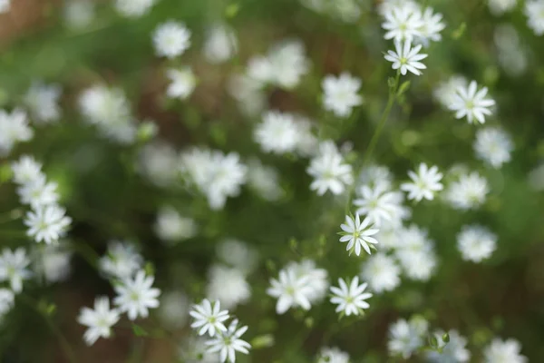 Πολύ Μικρά Λευκά Άνθη Δάσους Λουλούδια Φυτρώνουν Στο Δάσος — Φωτογραφία Αρχείου