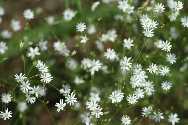 Bardzo Małe Białe Kwiaty Leśne Kwiaty Rosną Lesie — Zdjęcie stockowe