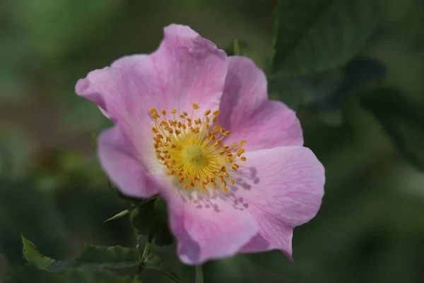 Lindas Flores Floresceram Arbusto Rosa Mosqueta Arbusto Rosa Mosqueta Floresceu — Fotografia de Stock