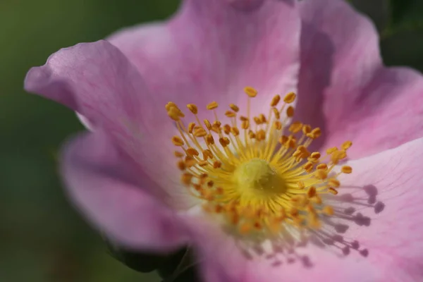 Hermosas Flores Florecieron Arbusto Rosa Mosqueta Rosal Florecido — Foto de Stock