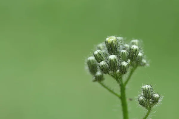 Egy Gyönyörű Zöld Növény Erdőben — Stock Fotó