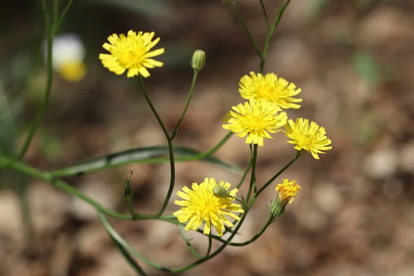 Gelbe Blumen Wachsen Wald Eine Schöne Gelbe Blume — Stockfoto