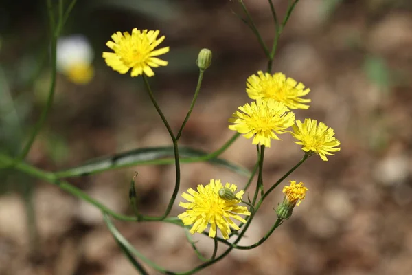 Gelbe Blumen Wachsen Wald Eine Schöne Gelbe Blume — Stockfoto