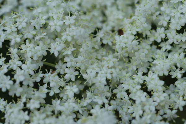 Όμορφα Λευκά Λουλούδια Μεγαλώνουν Στο Δάσος — Φωτογραφία Αρχείου