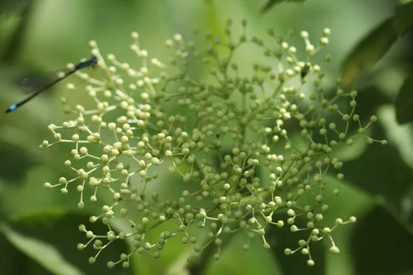 Ormanda Yetişen Güzel Yeşil Bir Bitki — Stok fotoğraf