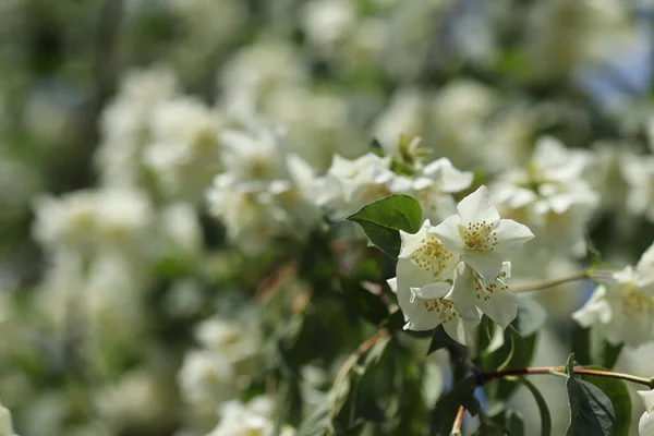 나무에는 향기로운하얀 꽃들이 — 스톡 사진