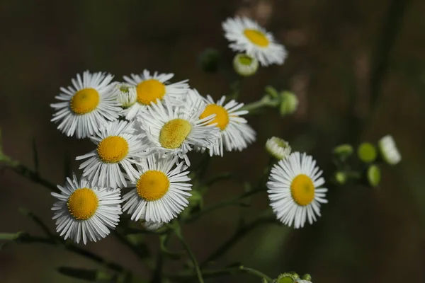 Belles Petites Marguerites Poussant Dans Forêt — Photo