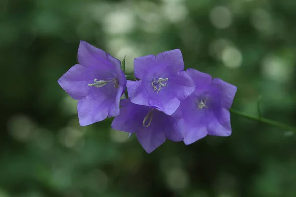 Büyük Çanlar Şeklinde Orman Mavisi Çiçekler Mavi Çanlar — Stok fotoğraf