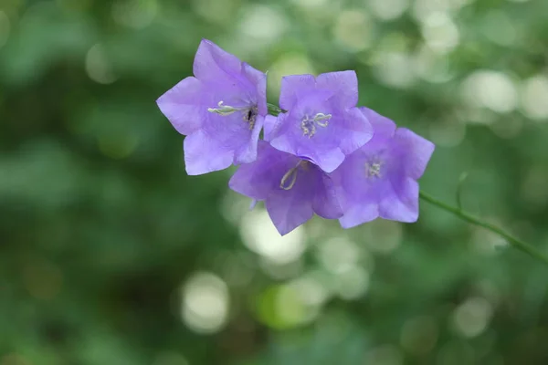 Büyük Çanlar Şeklinde Orman Mavisi Çiçekler Mavi Çanlar — Stok fotoğraf