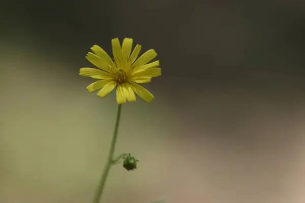 Ormanda Yetişen Sarı Çiçekler Güzel Sarı Bir Çiçek — Stok fotoğraf