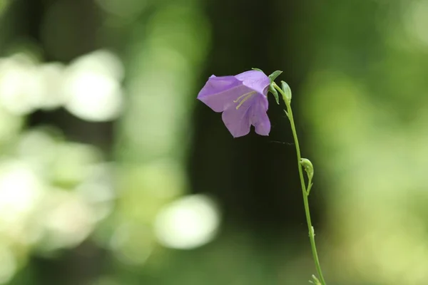 Forest Blue Flowers Form Large Bells Blue Bells — Stock Photo, Image