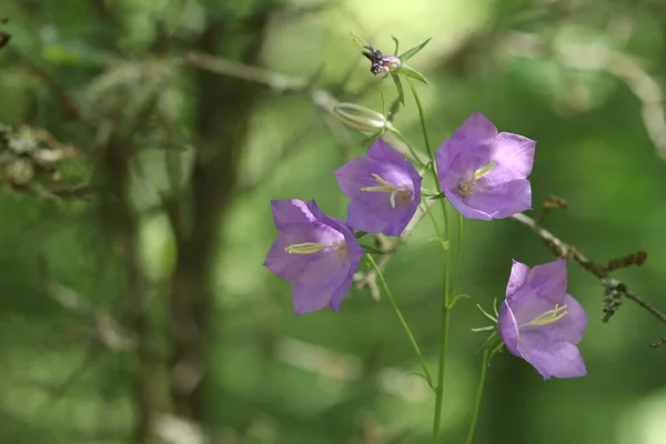 Forest Blue Flowers Form Large Bells Blue Bells — Stock Photo, Image