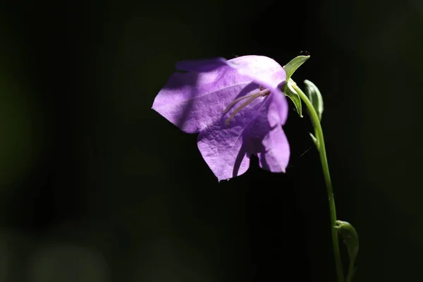 Lesní Modré Květy Formě Velkých Zvonků Modré Zvonky — Stock fotografie