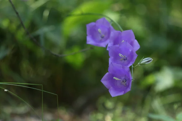 Floresta Flores Azuis Forma Grandes Sinos Sinos Azuis — Fotografia de Stock