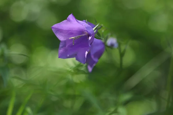 Skogsblå Blommor Form Stora Klockor Blå Klockor — Stockfoto