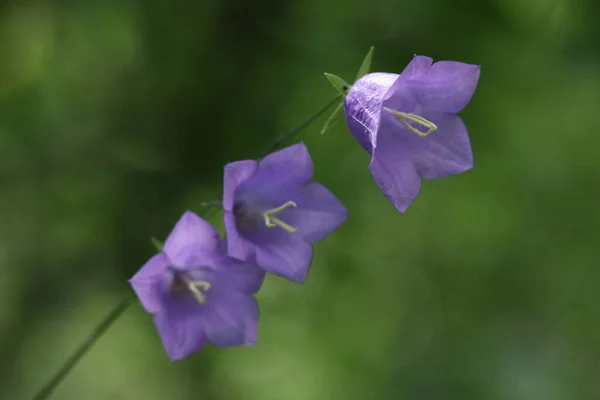 Лесные Голубые Цветы Виде Больших Колоколов Синие Колокола — стоковое фото